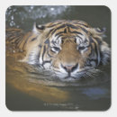 Recherche de tête de tigre autocollants Faune