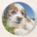 Recherche de mignon dessous de verres Animaux familiers