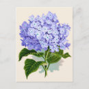 Suche nach lila hydrangea postkarten Elegant