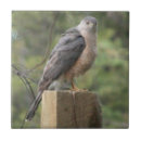 Suche nach vogel foto fliesen Wild lebende tiere