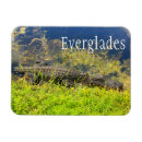 Recherche de alligator photographie Marais