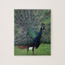 Suche nach peacock puzzle Vogelvogel
