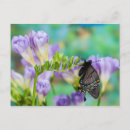 Recherche de veines cartes postales Papillon
