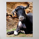 Suche nach goat poster Farm animals