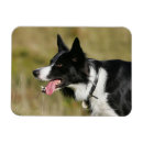 Recherche de canine magnets Halètement
