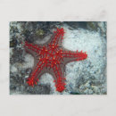 Recherche de étoile mer cartes postales Étoiles de mer