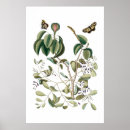 Suche nach vintage botanicals poster Für sie/ihn