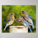 Suche nach bluebird poster Blauvögel