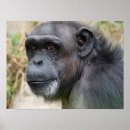 Suche nach orangutan poster Affe