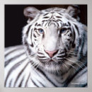 Suche nach bengalischer tiger poster Streifen