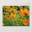 Recherche de fleur de cosmos cartes postales Été