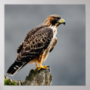 Suche nach falken poster Vogel