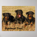 Suche nach rottweiler hunde poster Welpen
