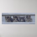 Suche nach schläfrige katze poster Kätzchen