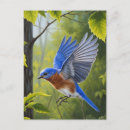 Suche nach singvogel postkarten Vogelliebhaber