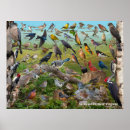 Suche nach amsel poster Vögel