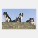 Suche nach collie aufkleber Schwarz weißer hund