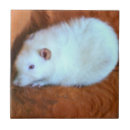 Suche nach ratte alle fliesen Niedlich