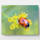 Suche nach käfer fotoplatten Insekt