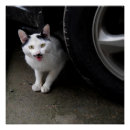 Suche nach mustache poster Katze