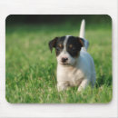 Recherche de jack russel tapis souris Chiot