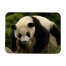 Suche nach shaanxi magnete Pilze