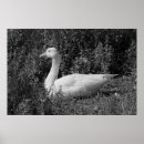 Suche nach gans poster Wildtiere