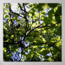 Suche nach der baum poster Wild