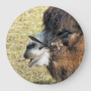 Recherche de chameaux horloges Animaux