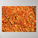 Suche nach baum blätter poster Gelb