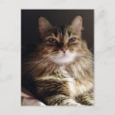 Suche nach schöne katzen postkarten Überquerung