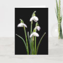 Recherche de snowdrops cartes postales Plantes