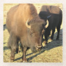 Suche nach die herde untersetzer Bison