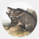 Recherche de sangliers autocollants Faune