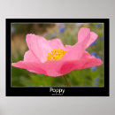 Suche nach mohn poster Rosa