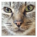 Suche nach katzenartig poster Tabby