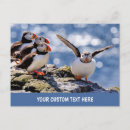 Recherche de macareux cartes postales Mignonette
