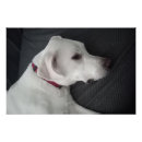 Recherche de chien blanc posters Simple