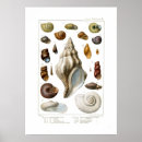 Suche nach vintage muscheln poster Schnecken