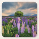 Suche nach lupine untersetzer Wiese