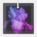 Suche nach iris ornamente Foto