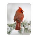 Suche nach zeder magnete Vogel