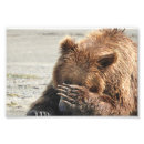 Recherche de ours kodak Grizzli