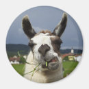 Suche nach lamm magnete Alpaka