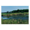 Recherche de écologique posters Forêt