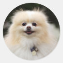 Suche nach headshot aufkleber Verkleidung