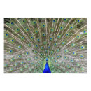 Recherche de paon fier art Vert
