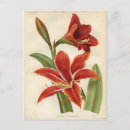 Recherche de amaryllis cartes postales Vacances