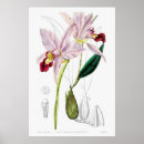 Recherche de vintage orchidee posters Orchidée