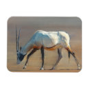 Suche nach oryx magnete Wildes tier